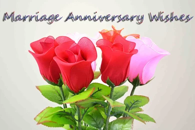 Wishes Happy Anniversary Saying Hd Wallpapers With Roses