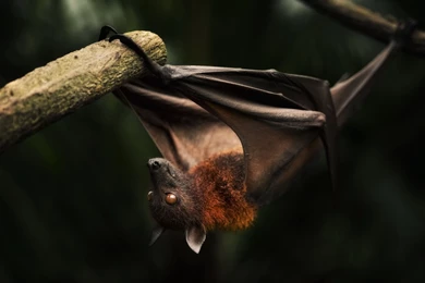 Beautiful Bat Wallpapers