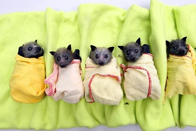 Cute baby bats wallpaper.jpg