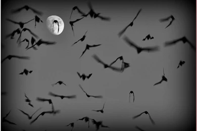 Bats wallpaper 1024x720.jpg