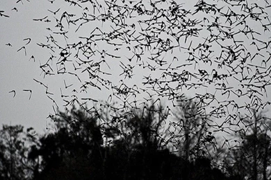 Birds Bats Bird Bat Fly Hd Wallpapers ~ Birds For HD 16:9 High ...