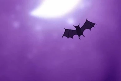 Purple Bats iPhone 5 Wallpapers (640x1136)