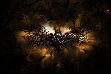 Batman Logo Formed From Bats Wallpapers   Digital Art Wallpapers ...