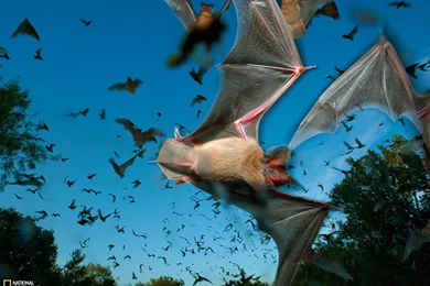 Mexican Free Tailed Bats Photo, Animal Migration Wallpapers ...