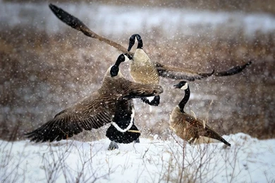 Geese Wallpapers   Wallpapers Cave