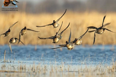 Duck Hunting Backgrounds   Wallpapers Cave