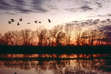 Canada geese migrating missouri.jpg