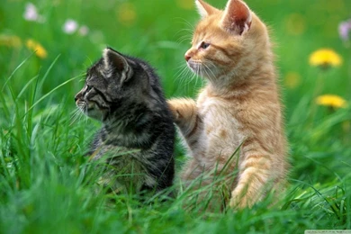 Sweet Kittens HD Desktop Wallpapers : Widescreen : High Definition ...