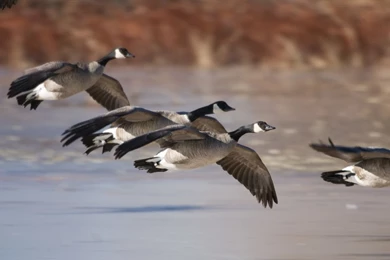 Waterfowl Hunting Articles