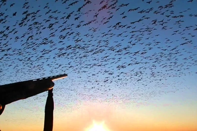 Snow Goose Hunt   YouTube