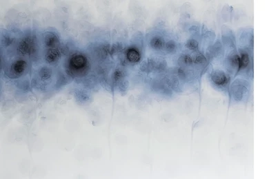 Trove   Auva Wallpapers Detail