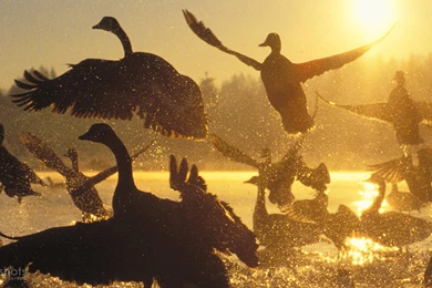 Golden Goose Stories About How We Fail To Get Fortunes