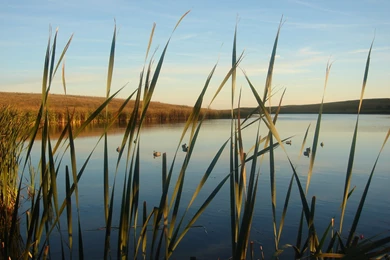 Duck Hunter Tattoo Pictures