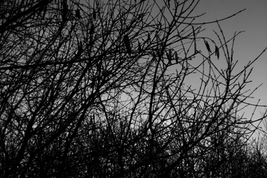 Silence, Wallpapers Metal Nature: Heavy Metal Wallpapers, Pictures ...