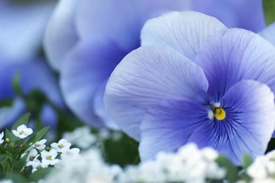 Desktop Wallpapers · Gallery · HD Notebook · Beauty Purple Viola ...