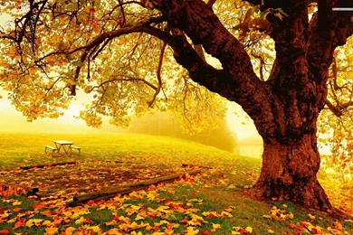 Relaxing Day In The Park Wallpapers