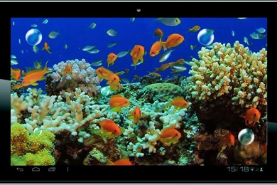 Download Killer Fish 3D Live Wallpapers For Android, Killer Fish 3D ...