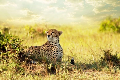 Cheetah Savana Africa HD Desktop Wallpapers : Widescreen : High ...