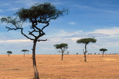 Nature: Scattered Acacia Trees, Kenya, Africa, Desktop Wallpapers ...