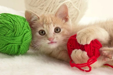 Funny Cat Desktop Wallpaper, Funny Cat Pictures, New Wallpapers