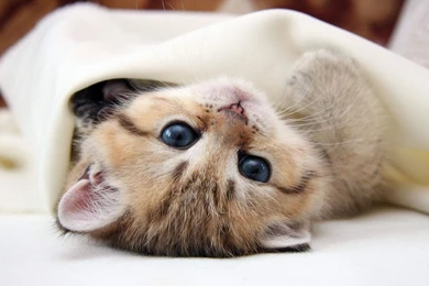 Lovely Kittens, Animal Photos, Cat Love, Cute Cat Wallpapers, Cute ...