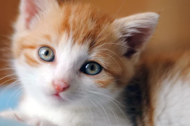 62 Super Cute Cats. Enjoy!