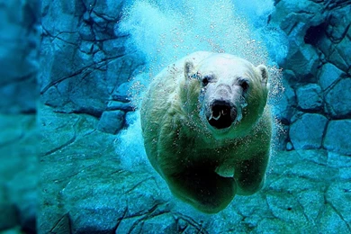 Live Wallpapers For Computers