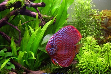 PC Live Fish : Direct Download