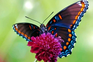 Butterfly Live Wallpapers For Computer Z3G