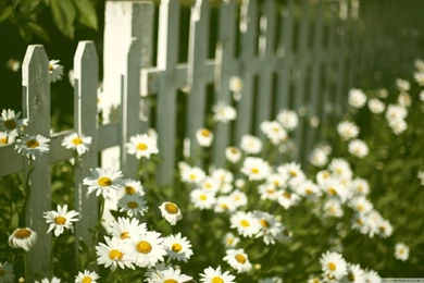 Flowers Near Fence HD Desktop Wallpapers : Widescreen : High ...