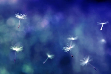 Pretty Wallpapers Free