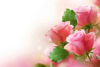 Pictures > Pink Rose Backgrounds