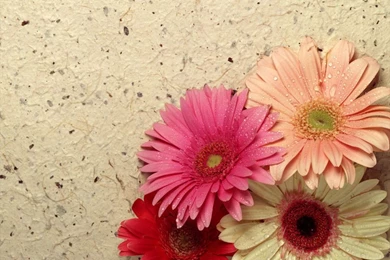 Pretty Flower Wallpapers Photo