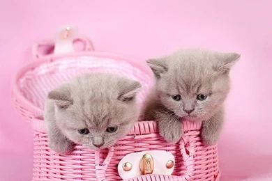 Cats: British Shorthair Kittens Playing Joy Cats Pink Funny ...