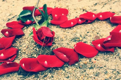 Download Cute Love Wallpapers Picture