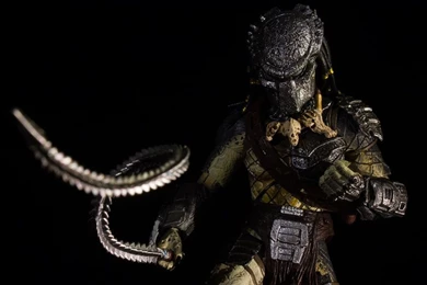 Gallery For   Wolf Predator Wallpapers