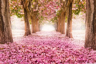 Love Path HD Desktop Wallpapers : High Definition : Fullscreen ...