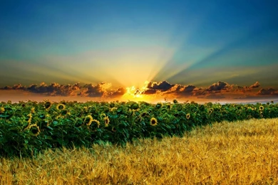 Sunflower Field Sunset Wallpapers Hd Free For Desktop   1366x768 ...
