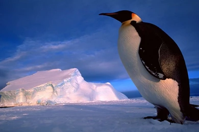 Birds: Journey Entertainment Mountain Nature Bird Penguin Desktop ...