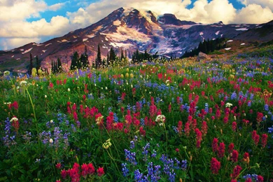 Mount Rainier Desktop Wallpapers And Images