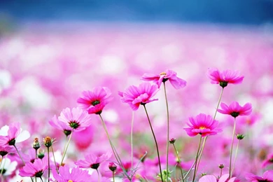 Sweet Wallpapers ~ Toptenpack.com