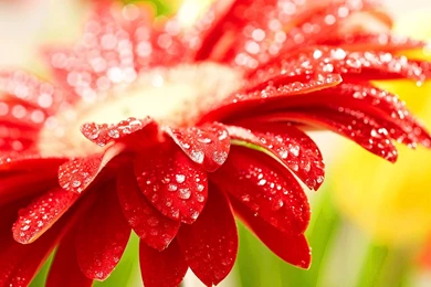 Flower Archives   CuteWallpaper.org