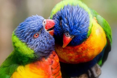Cute Colorful Parrots Wallpapers – Free Full Hd Wallpapers For ...