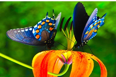 Colorful Butterfly HD Wallpapers