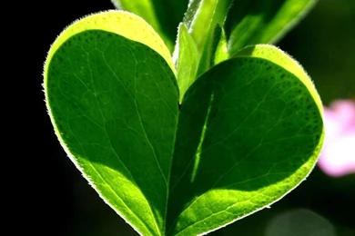 Galaxy S Wallpapers HD   Beautiful, Stunning Wallpapers