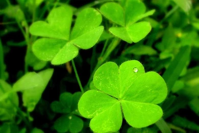 Shamrock Wallpapers   Crazy Frankenstein