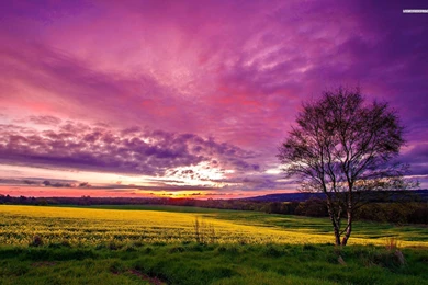 Purple Sky Above The Yellow Field Wallpapers