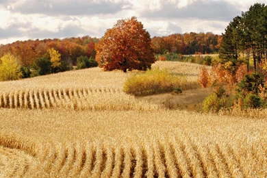 Fall Harvest Wallpapers Photo