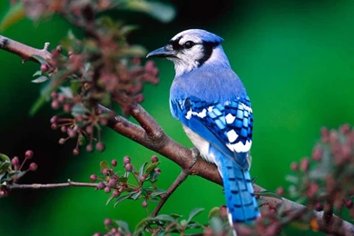 Bird Wallpapers Decor