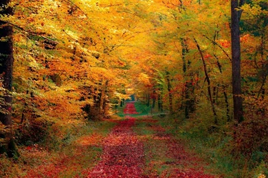 Fall Harvest HD PC Wallpapers 3788   Amazing Wallpaperz